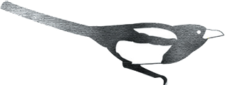 Magpie